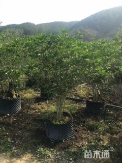 高度100厘米狗牙花