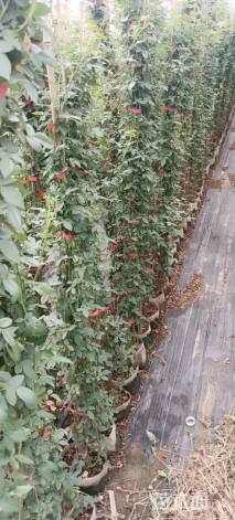 高度150厘米木香