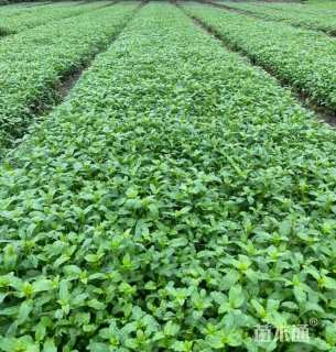 高度10厘米美丽月见草