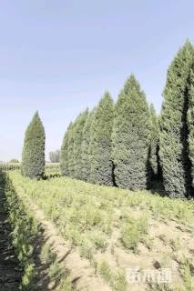 高度700厘米北京桧