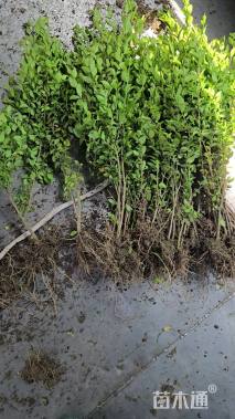 高度50厘米小叶女贞