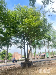 20公分朴树