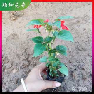 高度15厘米凤仙花