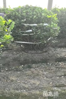 冠幅200厘米大叶黄杨球