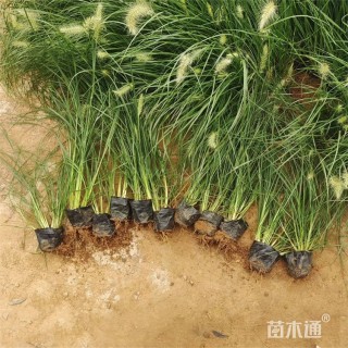 高度40厘米小兔子狼尾草