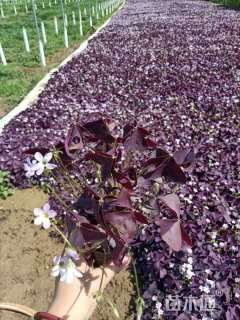 高度15厘米紫叶酢浆草