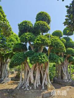 40公分造型小叶榕