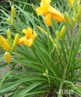 高度30厘米金娃娃萱草