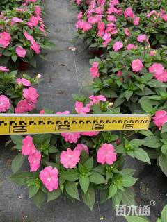 高度35厘米凤仙花