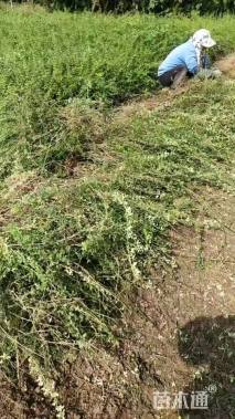 高度50厘米迎春花