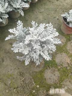 高度30厘米银叶菊