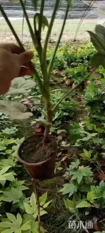 高度30厘米八角金盘