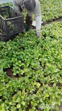 高度20厘米八仙花