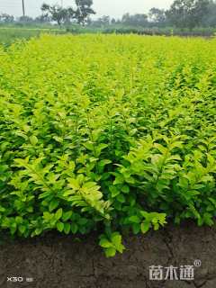 冠幅20厘米金叶女贞球