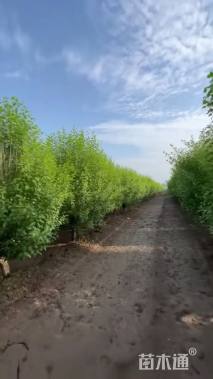 高度50厘米木槿