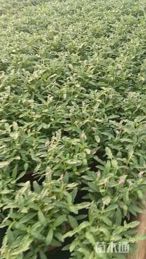 高度30厘米千日红