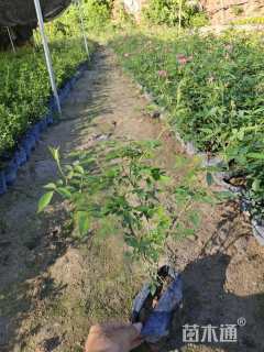 高度25厘米丰花月季