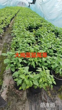 高度30厘米鼠尾草