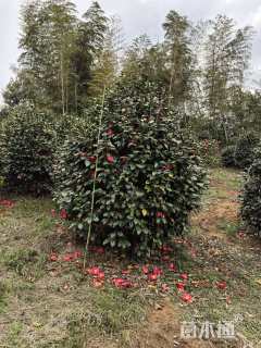 高度200厘米茶花