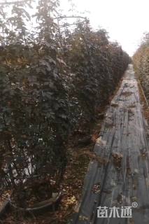 高度200厘米月季