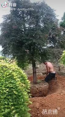 高度400厘米羽毛枫