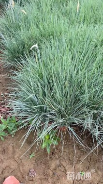 高度23厘米糖蜜草