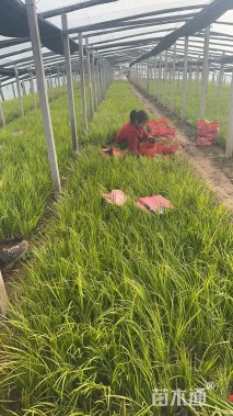 高度15厘米金叶石菖蒲