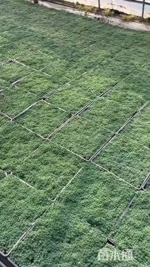 高度5厘米中华景天