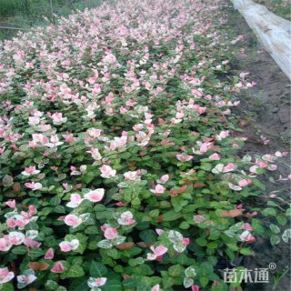 30厘米花叶络石