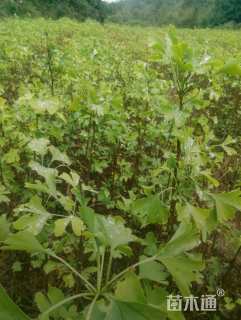 高度50厘米银杏小苗