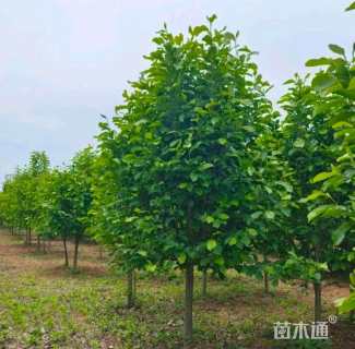 10公分大叶女贞