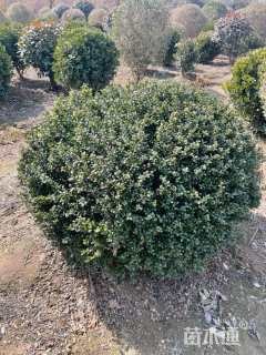 冠幅80厘米龟甲冬青球