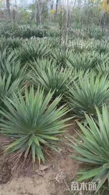 高度100厘米丝兰