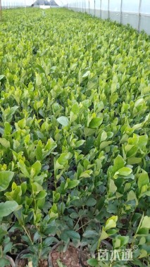 高度30厘米大叶栀子