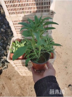 高度20厘米墨西哥鼠尾草