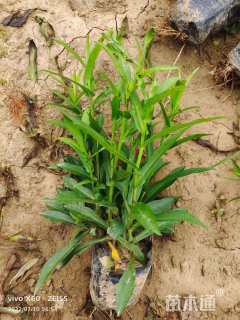 高度20厘米荷兰菊