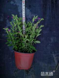 高度20厘米满天星