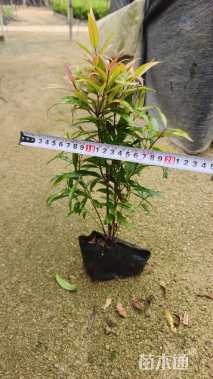 高度30厘米红车