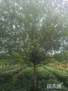 12公分垂丝海棠