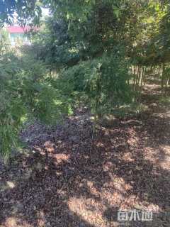 高度150厘米羽毛枫