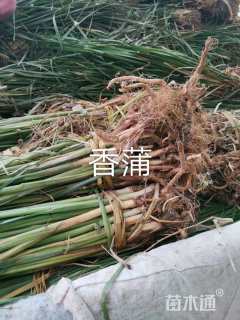 高度40厘米香蒲