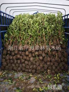 高度140厘米法国冬青