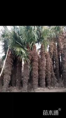裸干高200厘米棕榈