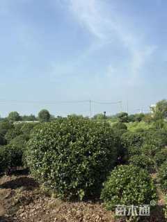 冠幅180厘米无刺枸骨球