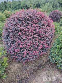 冠幅230厘米红花继木球