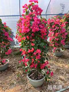 高度150厘米红花三角梅