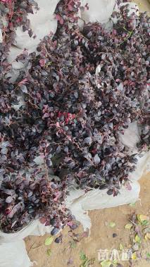 高度30厘米红花继木