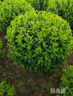 高度120厘米连翘