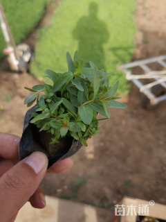 高度15厘米千屈菜