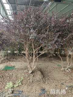 高度150厘米红花继木